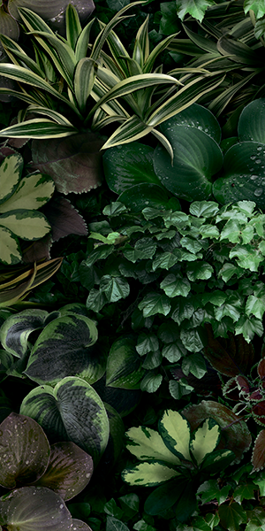 Плитка керамическая декоративная 4100153 PAPER41 JANE C 50х100x0,35 см Плитка керамическая декоративная 4100153 PAPER41 JANE C 50х100x0,35 см