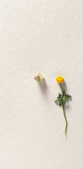 Гранит керамический 4101023 SCW Flamed 60х120 см